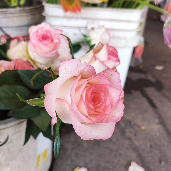 Hoa hồng (5 bông)